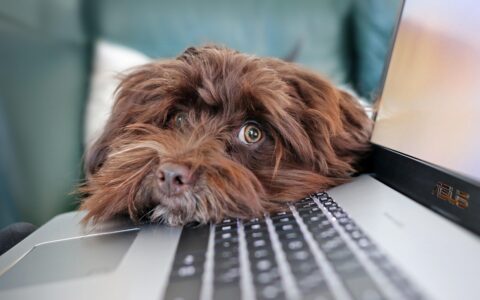 brown dog on laptop